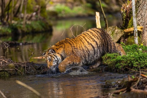 One young female Siberian Tiger, Panthera tigris altaica, walking thru a creek in a forest. Early