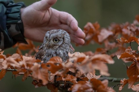 One Eurasian scops owl (Otus scops)sitting on a twig of a beech tree, embedded in brown leafs. A
