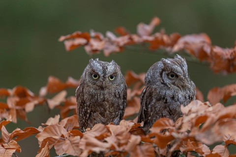 Two Eurasian scops owls (Otus scops)sitting on a twig of a beech tree, embedded in brown leafs