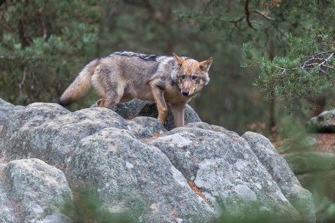 One young male eurasian gray wolf (Canis lupus lupus) running thru a forest with rocks and heather.