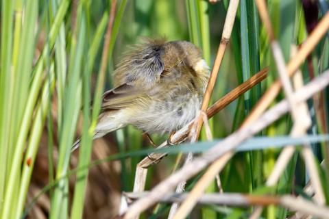 Chiffchaff or willow warbler (Phylloscopus collybita), sleeping animal in the biotope,