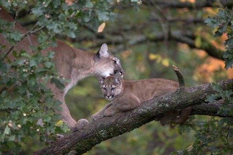 One cougar mother, Puma concolor, grooming her kitten, standing on a big branch high up in an oak