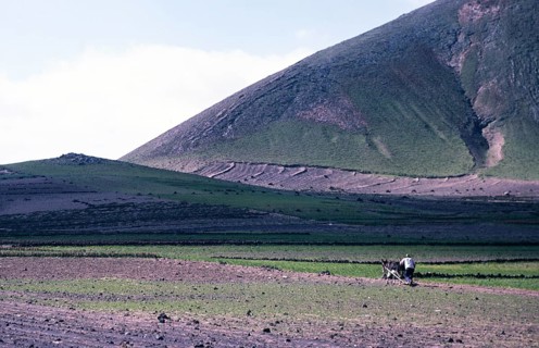 Man ploughing land with a donkey Subsistence farming, Lanzarote, Canary Islands, Spain 1979