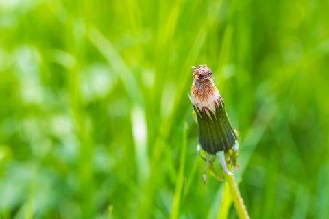 Dandelion, seed head of dandelion (Taraxacum), Germany, Europe