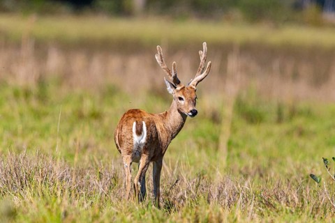 Pampas deer (Ozotoceros bezoarticus) Pantanal Brazil
