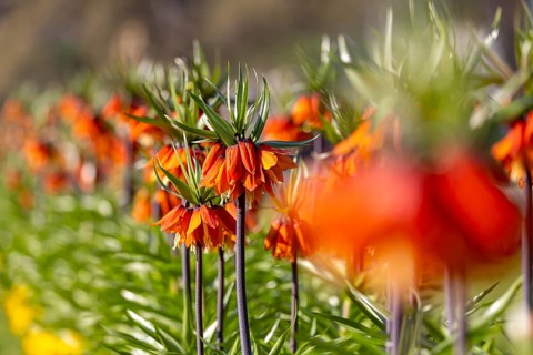 A blaze of colour in spring. Flowering imperial crown (Fritillaria imperialis) . Stuttgart,
