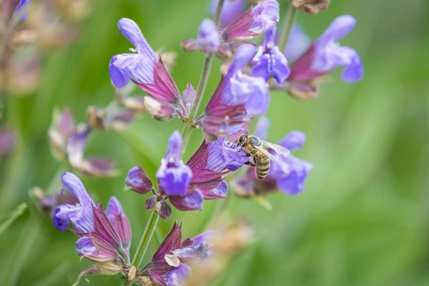 Honey bee (Apis) on a flower of Common sage (salvia officinalis), Freital, Saxony, Germany, Europe