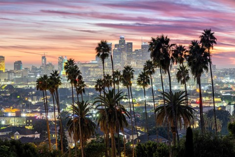 Los Angeles skyline with palm trees and downtown at sunset in California in Los Angeles, USA, North
