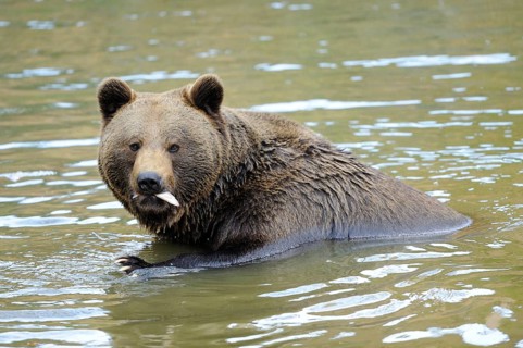 A brown bear sits in the water with a fish in its mouth, Eurasian brown bear (Ursus arctos arctos),