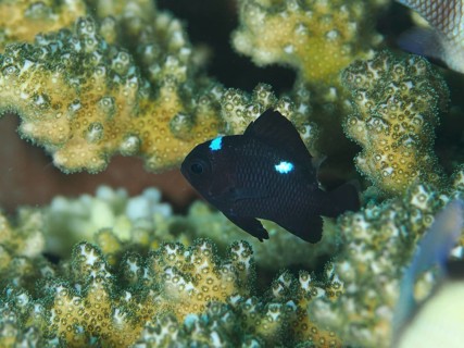 A small black fish with blue spots, three-spotted damselfish (Dascyllus trimaculatus), swimming