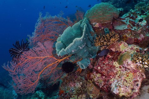 Spiny tube sponge (Callyspongia (Cladochalina) aerizusa) and various soft corals with blue