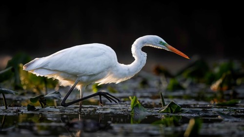 Great White Egret (Ardea alba) Winter visitor, migratory bird, resting bird, foraging, on the