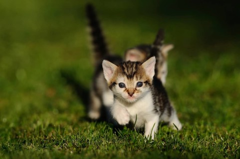 Tabby kitten moving playfully on the lawn, domestic cat (Felis catus), Franconia