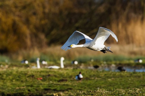 Tundra Swan, Bewick's Swan, Cygnus columbianus in flight at winter in Slimbridge, England, United