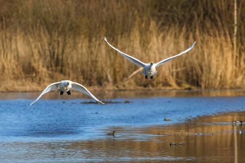 Tundra Swan, Bewick's Swan, Cygnus columbianus in flight at winter in Slimbridge, England, United