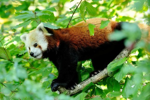 A red panda climbing on a branch surrounded by green leaves, Red panda (Ailurus fulgens), captive,