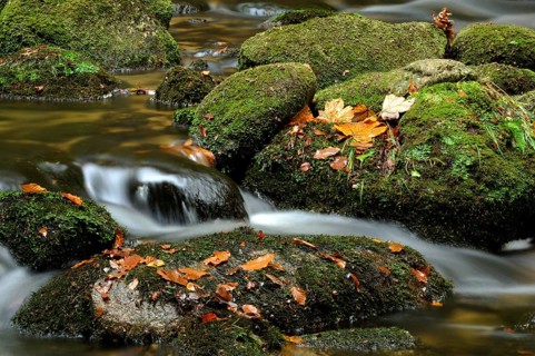 Close-up of moss-covered stones with autumn leaves in flowing water, Kleine Ohe, Bavarian Forest
