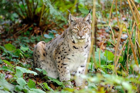 A lynx sits in the foliage of the forest, surrounded by greenery, in a peaceful atmosphere,