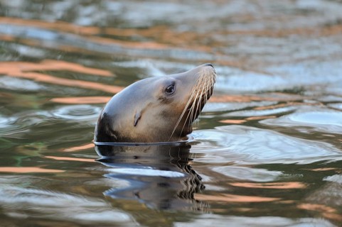 A peaceful sea lion peers out of the calm water, California sea lion (Zalophus californianus),