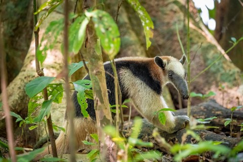 Northern tamandua (Tamandua mexicana), anteater foraging on the forest floor, in the rainforest,