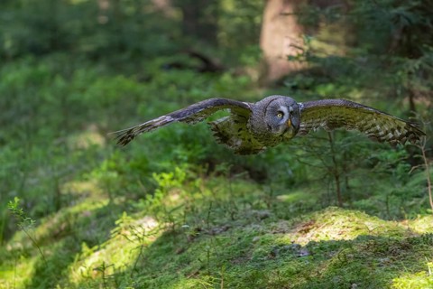 One great grey owl (Strix nebulosa) flying through a forest