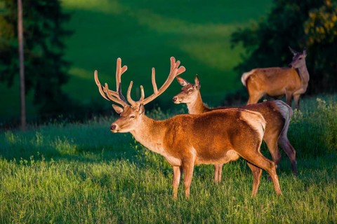 An Altai maral stag and two hind Altai wapiti or Altai elk (Cervus canadensis sibiricus) stand in a