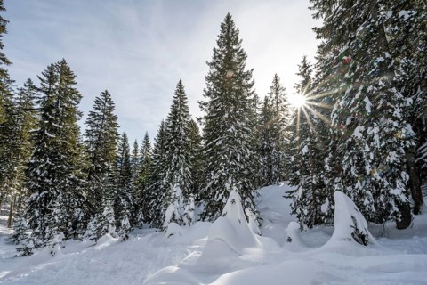 Snow-covered trees in a forest in winter, sun star in the morning, Estergebirge, Bavarian Prealps,