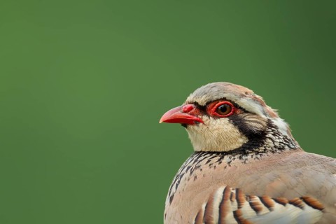 Red legged or French partridge (Alectoris rufa) adult bird head portrait, England, United Kingdom,