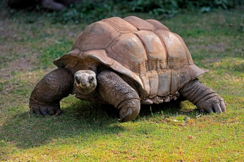 Aldabra giant tortoise (Aldabrachelys gigantea), adult, foraging, Seychelles, Africa
