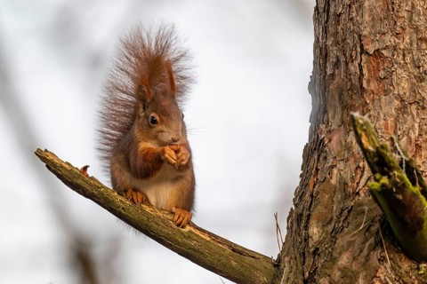 Squirrel (Sciurus vulgaris) sitting on a branch and holding a hazelnut in its paws,