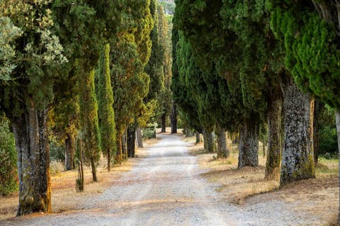 Road going through cypress trees up to the village of Montepulciano, Tuscany, Italy, Europe