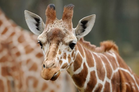 Close-up of a giraffe face with distinctive fur and curious look, reticulated giraffe (Giraffa