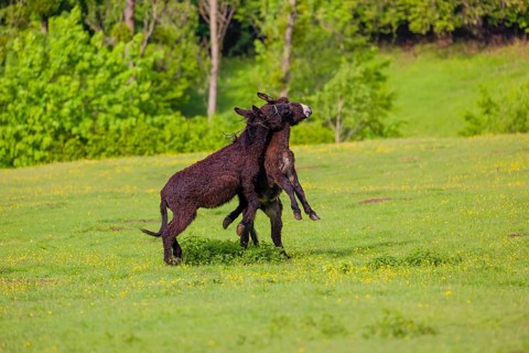 Two mixed breed donkey stallions fight