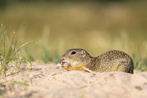 European ground squirrel (Spermophilus citellus) or European souslik sitting on sand and in tall