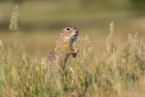 One European ground squirrel (Spermophilus citellus) or European souslik standing erected in tall