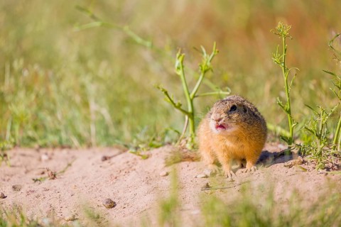 A European ground squirrel (Spermophilus citellus) or European souslik sits in front of its den