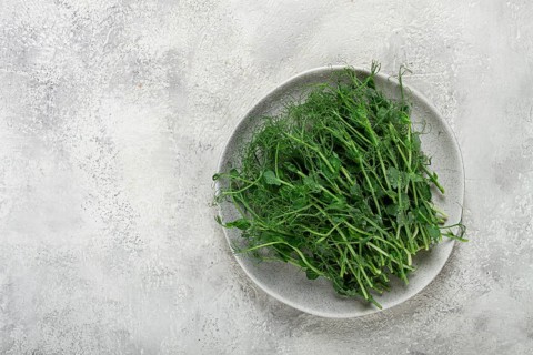 Green pea shoots are neatly arranged on a light grey plate, showcasing their vibrant color and