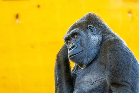 A gorilla is standing in front of a yellow wall. The gorilla is looking at the camera and he is