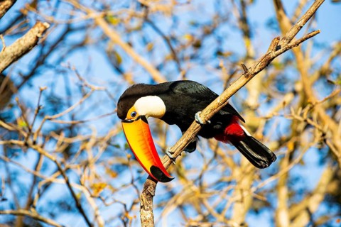 Giant toucan (Ramphastos toco) Pantanal Brazil