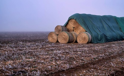 Hay bales, round bales, hay, covered, on field, hoar frost, hoarfrost, winter, wintry, Stuttgart,