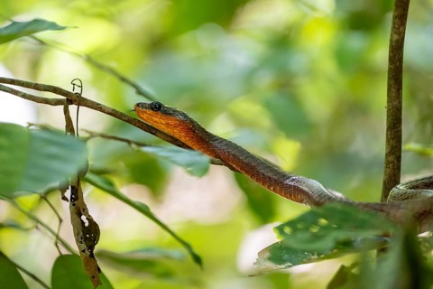 American whipsnake (Mastigodryas melanolomus), snake slithering on a branch, in the rainforest,