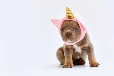 Cute French Bulldog dog puppy with cute pink unicorn hat with golden horn on white background with