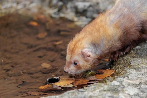 A female ferret (Mustela putorius furo) drinking from a little pond in a garden