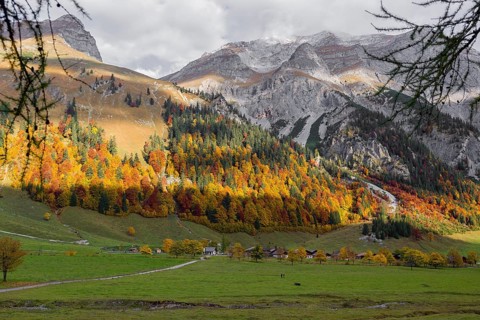 A forest in fall foliage behind the Eng alp, Eng valley, Tyrol, Austria, Europe