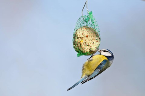 Blue tit (Cyanistes caeruleus, syn.: Parus caeruleus) hanging on a tit dumpling, winter feeding of