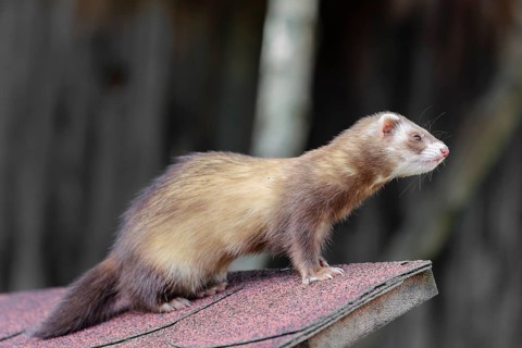 A ferret (Mustela putorius furo) sits on the roof of a garden hut, watching something