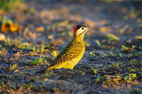 Green-banded Woodpecker (Colaptes melanochlorus) Pantanal Brazil