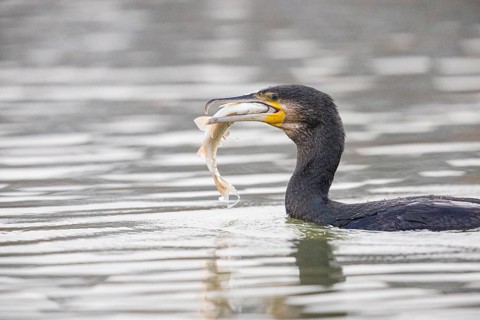 Cormorant (Phalacrocorax carbo) catching fish Germany