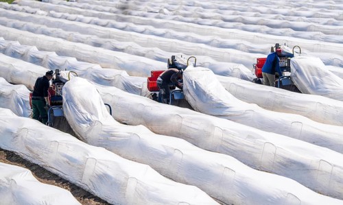 Asparagus harvest on the Lower Rhine, near Wesel, asparagus field under thermo foil, for faster
