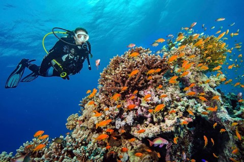 Diver looking at shoal of jewelled flagfish (Pseudanthias squamipinnis) swimming over coral block